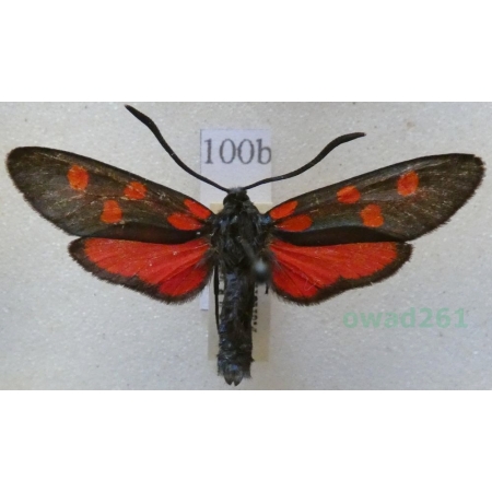 Zygaena angelicae Ochsenheimer, 1808 Kraśnik dzięgielowiec Czech100b